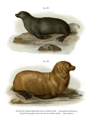 Südamerikanischer Seebär, 1860
